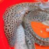 YU4 澎湖 野生錢鰻魚 膠原蛋白美味 頂級享受