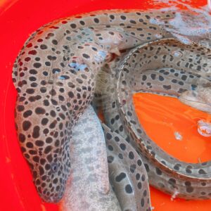 YU4 澎湖 野生錢鰻魚 膠原蛋白美味 頂級享受