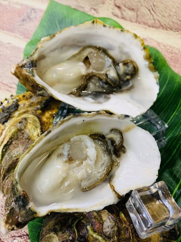 12508 澎湖 黃金大生蠔 鮮甜美味