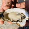 12510 澎湖 黃金大生蠔 鮮甜美味