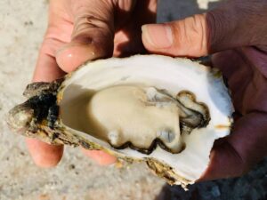 12510 澎湖 黃金大生蠔 鮮甜美味