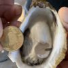12511 澎湖 黃金大生蠔 鮮甜美味