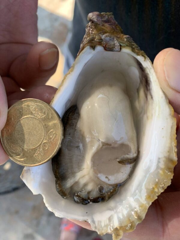 12511 澎湖 黃金大生蠔 鮮甜美味