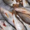 3b8fc72c2b34498b9b53da13e28dcover 野生白口魚 細緻美味 頂級享受