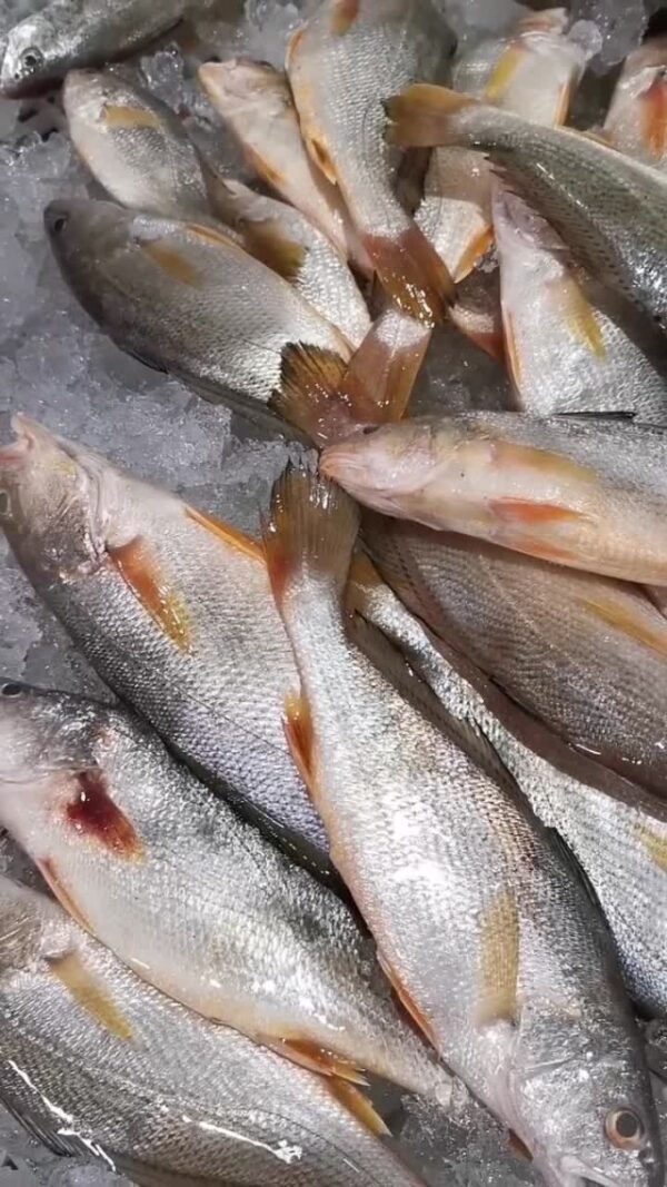3b8fc72c2b34498b9b53da13e28dcover 野生白口魚 細緻美味 頂級享受