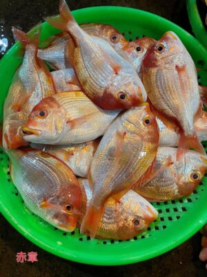 野生赤鯮魚 肉多味美 香氣十足