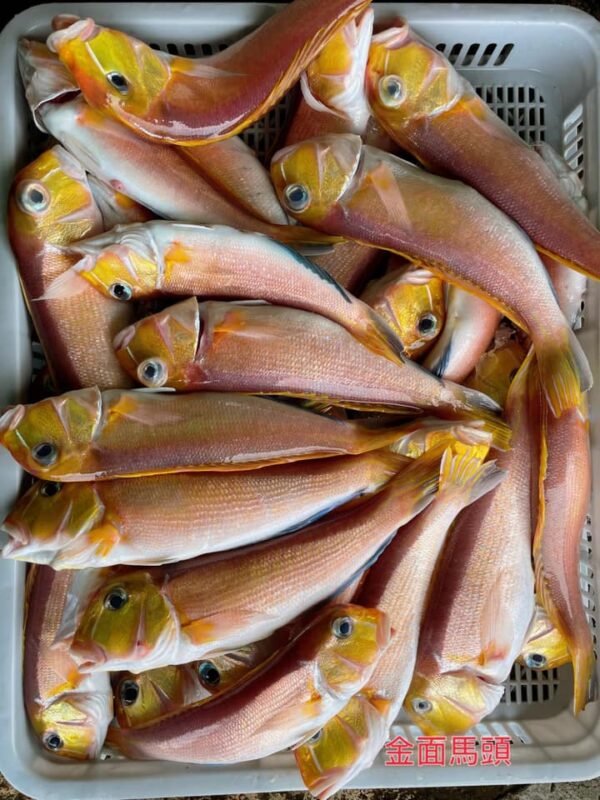 445248393_844207601077763_4579504146505832211_n 野生馬頭魚 肉嫩甘甜