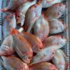 445355987_844207617744428_7200768826674339304_n 野生赤鯮魚 肉多味美 香氣十足