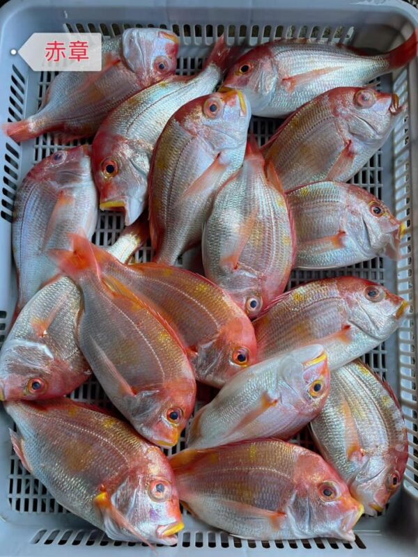 445355987_844207617744428_7200768826674339304_n 野生赤鯮魚 肉多味美 香氣十足