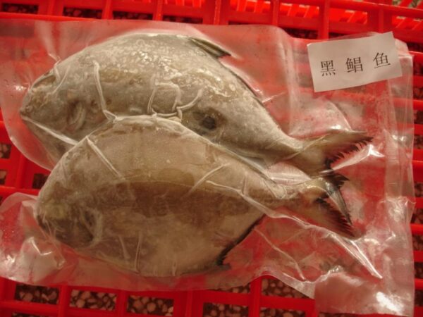 448383151_2835519109930329_5360872676707370419_n 野生黑鯧魚 小家庭最愛 一餐剛好