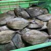 449144999_3712913818951692_5507092696741894500_n 野生黑鯧魚 小家庭最愛 一餐剛好