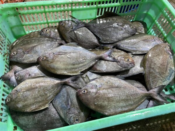 449144999_3712913818951692_5507092696741894500_n 野生黑鯧魚 小家庭最愛 一餐剛好