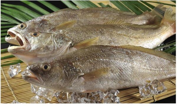 買一送一！澎湖 野生三牙魚 細緻美味 頂級享受