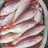 野生金線魚 老饕必吃 肉質紮實又鮮甜