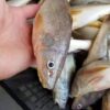 買一送一！澎湖 野生三牙魚 細緻美味 頂級享受