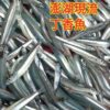 86536 澎湖生丁香魚~補充鈣質好營養