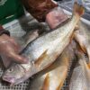 8ce94e347024f8b5ae8ad1875693b3f7_big 野生白口魚 細緻美味 頂級享受