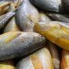 969a-e41649d9a9c4376a8acfe05ef1a1e834 鮮嫩黃魚 SGS檢驗合格 香煎、燒烤最美味
