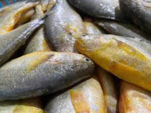 969a-e41649d9a9c4376a8acfe05ef1a1e834 鮮嫩黃魚 SGS檢驗合格 香煎、燒烤最美味