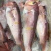 9825_295609835754 野生馬頭魚 肉嫩甘甜