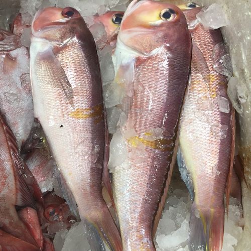 9825_295609835754 野生馬頭魚 肉嫩甘甜