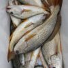 CteWzVpz_guAFW4OAARC2c4pITk737_big 野生白口魚 細緻美味 頂級享受