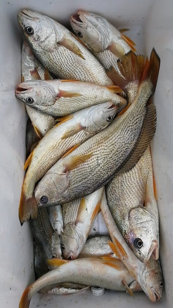 CteWzVpz_guAFW4OAARC2c4pITk737_big 野生白口魚 細緻美味 頂級享受
