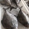 FjJCX4JulxrU2E1FZW2oaS5qinDe.jpg!middle 野生黑鯧魚 小家庭最愛 一餐剛好