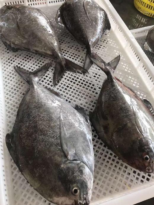 FjJCX4JulxrU2E1FZW2oaS5qinDe.jpg!middle 野生黑鯧魚 小家庭最愛 一餐剛好