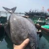 野生黑鯧魚 小家庭最愛 一餐剛好