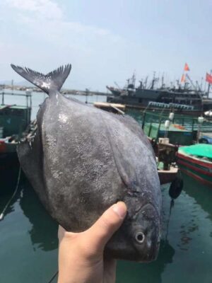 野生黑鯧魚 小家庭最愛 一餐剛好