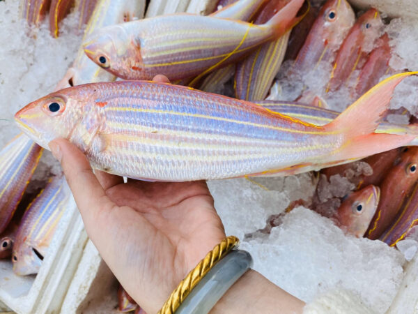 野生金線魚 老饕必吃 肉質紮實又鮮甜