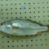 GL白口 野生白口魚 細緻美味 頂級享受