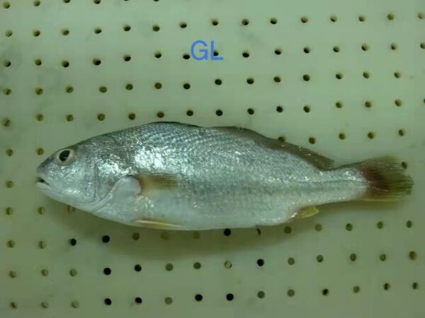 GL白口 野生白口魚 細緻美味 頂級享受