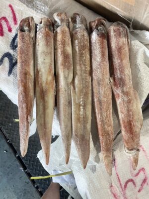 澎湖 手釣活凍透抽(砲管) 鮮美脆甜