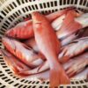 澎湖野生燕尾紅條，鮮嫩肥美細緻享受