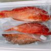 澎湖野生燕尾紅條，鮮嫩肥美細緻享受