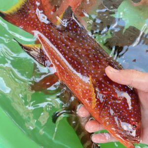YU4 澎湖野生燕尾紅條,鮮嫩肥美細緻享受