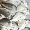 S__25559081 澎湖海釣邦頭魚(黃錫鯛魚) 肉質鮮甜