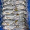 S__25567234 澎湖海釣邦頭魚(黃錫鯛魚) 肉質鮮甜