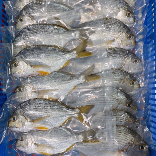 S__25567234 澎湖海釣邦頭魚(黃錫鯛魚) 肉質鮮甜