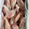 澎湖 野生紅目鰱 老饕必吃 肉質紮實又鮮甜