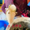 S__4071434 澎湖 純淨海域 鮮蚵肉(無泡藥無泡水)