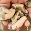S__4071435 澎湖 純淨海域 鮮蚵肉(無泡藥無泡水)