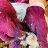S__4071437 澎湖 純淨海域 鮮蚵肉(無泡藥無泡水)