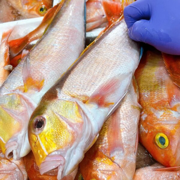 S__61849603 野生馬頭魚 肉嫩甘甜