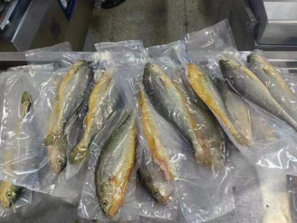 S__61849619_0 鮮嫩黃魚 SGS檢驗合格 香煎、燒烤最美味