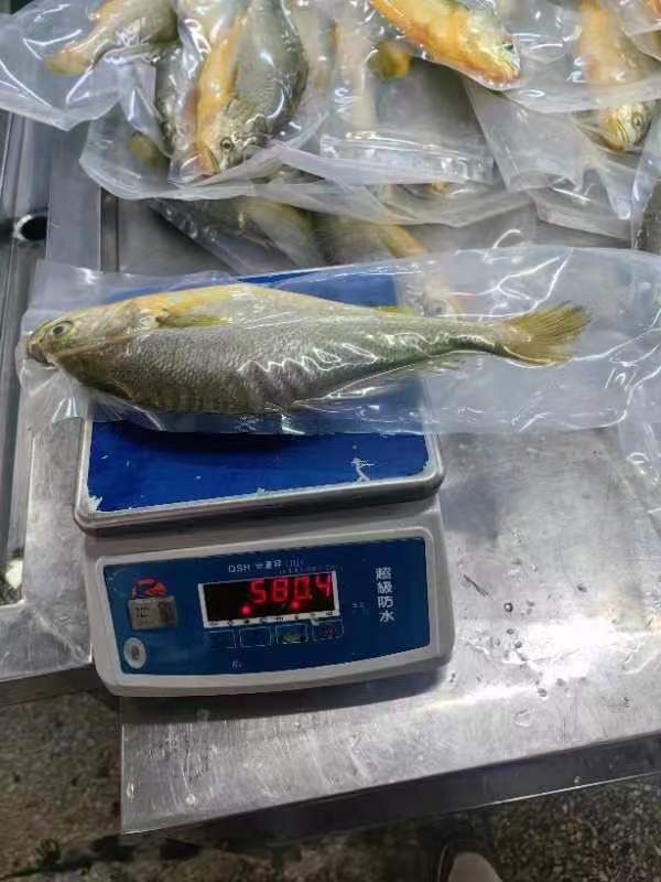 S__61849621_0 鮮嫩黃魚 SGS檢驗合格 香煎、燒烤最美味