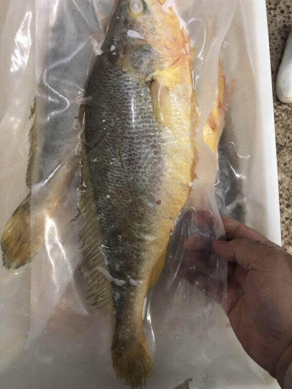 S__61849622_0 鮮嫩黃魚 SGS檢驗合格 香煎、燒烤最美味