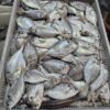 S__63406325_0 澎湖 野生大肉魚 香煎美味十足